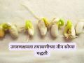 Seed Germination Test : 'या' तीन सोप्या पद्धतींनी घरच्या घरी करा उगवणक्षमता तपासणी - Marathi News | Latest news biyane test Check germination at home with these three simple methods, read in detail | Latest agriculture News at Lokmat.com