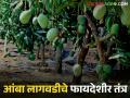 Mango UHDP : गुणवत्तापूर्ण व अधिक उत्पादनासाठी ह्या पद्धतीने करा आंब्याची लागवड - Marathi News | Mango UHDP : Cultivation of mango fruit crop for this method for quality and higher yields | Latest agriculture News at Lokmat.com
