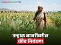 Unhal Bajari : उन्हाळ बाजरी - कणसावरील फुलोरा पूर्णपणे खाऊन टाकणाऱ्या किडीचा असा करा बंदोबस्त  - Marathi News | | Latest agriculture News at Lokmat.com