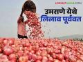 Onion Market : उमराणे येथे शेतमालाचे लिलाव पूर्ववत; मक्याच्या दरात घसरण तर कांदा दर तेजीत - Marathi News | Onion Market: Auction of farm produce restored at Umrane; Maize prices fall while onion prices rise | Latest agriculture News at Lokmat.com