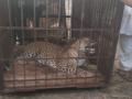 उंदरगावमध्ये धुमाकूळ घालणारा बिबट्या पिंजऱ्यात जेरबंद - Marathi News | leopard caught in undergaon solapur | Latest solapur News at Lokmat.com