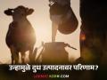Agriculture News : जनावरांच्या शरीराचे तापमान वाढल्यास किती लीटरपर्यंत दुधात घट होते? - Marathi News | Latest news Temperature Impact On Dairy farming body temperature of animals increases, milk production decreases | Latest agriculture News at Lokmat.com