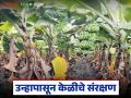 Banana Farming : केळी बागेत उष्णतेचा ताण कमी कसा करायचा, 'हे' सहा उपाय दर्जेदार उत्पादन वाढवतील! - Marathi News | Latest news Banana crop Management How to reduce heat stress in banana orchards, these six solutions | Latest agriculture News at Lokmat.com