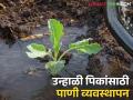 Agriculture News : उन्हाळ्यात जमिनीच्या मगदूराप्रमाणे पिकांना पाणी कसे द्याल? जाणून घ्या सविस्तर  - Marathi News | Latest News Agriculture News Water management for bajri, bhuimung, maka crops in summer, know in detail | Latest agriculture News at Lokmat.com