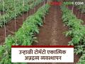 Unhali Tomato : उन्हाळी टोमॅटोसाठी सेंद्रिय आणि रासायनिक खतांचे व्यवस्थापन कसे करावे?  - Marathi News | Latest News Unhal Tomato management How to manage organic and chemical fertilizers for summer tomatoes | Latest agriculture News at Lokmat.com