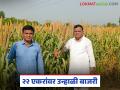 यंदा बाजरी ठरली हुकमी; गहू व कांद्यापेक्षा उन्हाळी हंगामात मिळवून दिला अधिक नफा - Marathi News | Summer pearl millet crop became the prfitable of this year; Get more profit than wheat & onion crop | Latest agriculture News at Lokmat.com