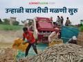 उन्हाळी बाजरी मळणीच्या कामाला सुरवात; यंदा कसा पडतोय उतार? - Marathi News | Summer pearl millet threshing work begins; How is the harvest going this year? | Latest agriculture News at Lokmat.com