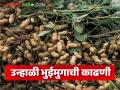 Bhuimung Kadhani : उन्हाळी भुईमुंगाची काढणी कधी आणि कशी कराल? जाणून घ्या सविस्तर - Marathi News | Latest News Bhuimug Kadhani Harvest summer peanuts when it is hot, know in detail | Latest agriculture News at Lokmat.com
