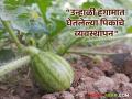 Unhali Pike : उन्हाळ्यात पिकांच्या जास्तीच्या उत्पादनासाठी 'ही' कामे कराच, वाचा सविस्तर  - Marathi News | Latest News Unhali Pike Do these things for increased crop production in summer, read in detail | Latest agriculture News at Lokmat.com