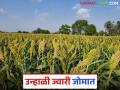 Summer Jowar Crops: शिवारात उन्हाळी ज्वारी बहरली; पोषक हवामानामुळे उत्पादन वाढणार - Marathi News | Summer Jowar Crops: Summer jowar blooms in Shivara; Production will increase due to favorable weather | Latest agriculture News at Lokmat.com