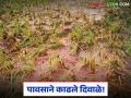Unseasonal Rain : पावसाने 'दिवाळी' तच काढले 'दिवाळे'; बळीराजा संकटात! वाचा सविस्तर - Marathi News | latest news Unseasonal Rain: Rains took away 'Diwali' during 'Diwali'; Baliraja in trouble! Read in detail | Latest agriculture News at Lokmat.com