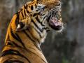 या वाघाला कुणीतरी पकडा हो ! - Marathi News | tiger killed more than a hundred cattles in Parshivani | Latest nagpur News at Lokmat.com
