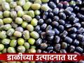 Pulses Market : अतिवृष्टीचा दणका : कडधान्यांचं उत्पादन घटलं वाचा सविस्तर - Marathi News | latest news Pulses Market: Heavy rains hit: Pulse production has decreased Read in detail | Latest agriculture News at Lokmat.com