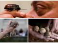 कुणी सिंह पाळलाय, तर कुणी मगर... ह्यांचं घर म्हणजे 'मिनी जंगल' - Marathi News | people with their most unusual pets | Latest jarahatke Photos at Lokmat.com