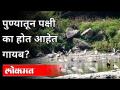 पुण्यातून पक्षी का होत आहेत गायब? Why are birds disappearing from Pune? Pune News - Marathi News | Why are birds disappearing from Pune? Why are birds disappearing from Pune? Pune News | Latest pune Videos at Lokmat.com