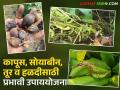 Crop Disease Management : अतिवृष्टीनंतर पिकांवरील रोग व्यवस्थापन; वाचा प्रभावी उपाययोजना - Marathi News | latest news Crop Disease Management : Disease management in crops after heavy rains; Read effective measures | Latest agriculture News at Lokmat.com