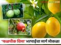 Fruit Crop Insurance : राज्य सरकार कडून ३४४ कोटी कंपन्यांना अदा; फळपीक विमा भरपाई मिळण्याचा मार्ग मोकळा - Marathi News | Fruit Crop Insurance: 344 crore paid to companies by the state government; Paving the way for fruit crop insurance compensation | Latest agriculture News at Lokmat.com
