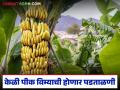 पीक विम्यात केळीचे क्षेत्र दुप्पट वाढल्याने लागवड क्षेत्रावर प्रश्नचिन्ह; कृषी आयुक्तालयाचे पथक करणार पडताळणी - Marathi News | Question mark over banana cultivation area as crop insurance coverage doubles; Agriculture Commissionerate team to conduct verification | Latest agriculture News at Lokmat.com