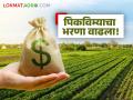 'एक रुपयात पीक विमा' बंद झाल्यामुळे आता शेतकऱ्यांच्या वाट्याला दरवर्षी ७०० कोटींपेक्षा अधिक भुर्दंड - Marathi News | Farmers now face more than Rs 700 crore in land penalty every year due to closure of 'One Rupee Crop Insurance' | Latest agriculture News at Lokmat.com