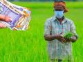 पीक विमा घेण्यात बीडचे शेतकरी नंबर वन! - Marathi News | Beed farmers number one in getting crop insurance! | Latest agriculture News at Lokmat.com