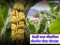 केळी विम्यातून २५० कोटी रुपयांवर डल्ला मारण्याचा डाव फसला; सीएससी केंद्रचालकांवर होणार गुन्हे - Marathi News | Plan to embezzle Rs 250 crore from banana insurance fails; CSC center operators to face charges | Latest agriculture News at Lokmat.com