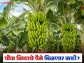 केळी पीक विम्याचे पैसे मिळणार कधी? शेतकऱ्यांचा संयम सुटतोय - Marathi News | When will the banana crop insurance money be received? Farmers are losing patience | Latest agriculture News at Lokmat.com