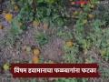 विषम हवामानाचा फळबागांना फटका, उत्पादन संकटात; आर्थिक नुकसानीच्या भीतीने बागायतदार चिंतित - Marathi News | Horticultural crops hit by adverse weather conditions, production in crisis; Gardeners worried over financial loss | Latest agriculture News at Lokmat.com