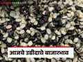 Urad Market Update : बाजारात उडीदाची आवक झाली 'इतके' क्विंटल काय भाव मिळाला वाचा सविस्तर - Marathi News | Urad Market Update: Urad has arrived in the market, what is the price of 'so many' quintals, read in detail | Latest agriculture News at Lokmat.com