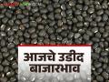 Urad Bajar Bhav : आज बाजारात उडदाची आवक किती; काय भाव मिळाला ते वाचा सविस्तर - Marathi News | Urad Bajar Bhav: How much is Urad in the market today; Read the price in detail | Latest agriculture News at Lokmat.com