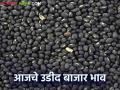 Udid Bajar Bhav : बाजारात उडदाची आवक ११२९३ क्विंटल; 'हा' मिळतोय दर वाचा सविस्तर - Marathi News | Udid Bajar Bhav: Udid arrival in market 11293 quintals; Read the detailed rate of getting 'Ha' | Latest agriculture News at Lokmat.com