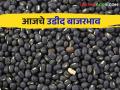 Urad Bajar Bhav : मुरूम बाजारात उडीदाची सर्वाधिक आवक; काय मिळाला भाव वाचा सविस्तर - Marathi News | Urad Bajar Bhav : Highest arrival of Urad in Murum bazaar; Read the price in detail | Latest agriculture News at Lokmat.com