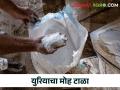 Urea Fertilizer युरिया वापरताय जरा जपूनच; अवाजवी वापर ठरू शकतो घातक - Marathi News | Urea should be used with care and excessive use can be dangerous | Latest agriculture News at Lokmat.com