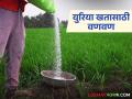 युरिया खतासाठी शेतकऱ्यांची वणवण, तुमच्याकडे युरिया खत काय दराने मिळतेय?  - Marathi News | Latest News Farmers' demand for urea fertilizer, see urea fertilizer prices in your area | Latest agriculture News at Lokmat.com