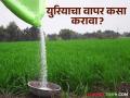 ह्या खताच्या अतिवापराने पिकात होऊ शकतो रोग, किडींचा प्रादुर्भाव - Marathi News | Excessive use of this fertilizer can cause disease and insect infestation in the crop | Latest agriculture News at Lokmat.com