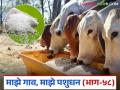 जनावरांत युरियाची विषबाधा कशी होती? कसे कराल उपाय? वाचा सविस्तर - Marathi News | How was urea poisoning in livestock's? What should treatment be done? Read in detail | Latest agriculture News at Lokmat.com