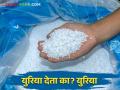 Urea Supply Shortage: शेतकऱ्यांना मिळेना युरिया; कृषी केंद्र चालकाकडून युरिया देण्यास नकार - Marathi News | Farmers do not get urea; Refusal to supply urea by krishi seva kendra owner | Latest agriculture News at Lokmat.com