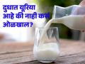 किडनी आणि लिव्हरसाठी घातक आहे दुधात टाकलेला यूरिया, FSSAI ने सांगितलं भेसळ कशी ओळखाल! - Marathi News | Urea in milk is dangerous for kidney and liver, FSSAI told how to recognize adulteration! | Latest health News at Lokmat.com