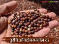 Tur Market : दिवाळीत तुरीचे प्रति क्विंटल सरासरी दर कसे राहतील? वाचा सविस्तर  - Marathi News | Latest News tur Market see tur average price per quintal during Diwali and october Read in detail | Latest agriculture News at Lokmat.com