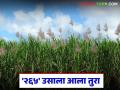 265 Sugarcane : २६५ ऊस गाळपाला जाईना; ऊस आतून पोकळ होऊन वजन घटण्याची भीती - Marathi News | 265 Sugarcane : 265 Sugarcane will not go to the crusher; Fear of losing weight due to the sugarcane becoming hollow inside | Latest agriculture News at Lokmat.com