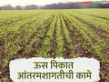 Sugarcane Farming : ऊस पीक वाढीसाठी आंतरमशागतीची 'ही' कामे कराच, वाचा सविस्तर  - Marathi News | Latest News Intercropping is must for increasing sugarcane yield, read in detail | Latest agriculture News at Lokmat.com