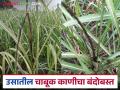 उन्हाळ्यात उसाच्या खोडवा पिकात होऊ शकतो चाबूक काणी रोगाचा प्रादुर्भाव; काय कराल उपाय? - Marathi News | Whip Smut disease can occur in sugarcane ratoon crop in summer; what can be done to prevent it? | Latest agriculture News at Lokmat.com