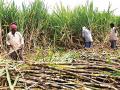 ‘स्वाभिमानी’ करणार उसाचे मार्केटिंग : राजेंद्र गड्यान्नावर - Marathi News | Marketing of sugarcane 'Swabhimani': Rajendra Gadenvar | Latest kolhapur News at Lokmat.com