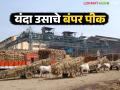 राज्यात 'या' जिल्ह्यांत उसाचे बंपर पिक; यंदा चाळीस लाख टनाने गाळप वाढणार - Marathi News | Bumper sugarcane crop in these districts of the state; Crushing will increase by four lakh tonnes this year | Latest agriculture News at Lokmat.com