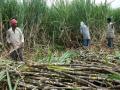 यंदाच्या हंगामात नंदुरबारात साडेपाच लाख क्विंटल साखर उत्पादन - Marathi News | Sugarcane production of 4.5 million quintals in Nandurbar this season | Latest nandurbar News at Lokmat.com