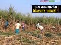 ऊसतोड कामगारांना स्मार्ट ओळखपत्रासह मिळणार ह्या योजनांचा लाभ; जाणून घ्या सविस्तर - Marathi News | Sugarcane workers will get the benefits of these schemes with smart identity cards; Know the details | Latest agriculture News at Lokmat.com