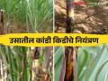 ऊस पिकात या किडीमुळे मरतो पोंगा व फुटतात पांगशा काय कराल उपाय - Marathi News | What can be done to prevent internode borer in sugarcane crop | Latest agriculture News at Lokmat.com