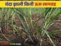 Adsali Us Lagvad : राज्यात ऊस लागवडीखालील क्षेत्रात वाढ कोणत्या जिल्ह्यात किती लागवड - Marathi News | Adsali Us Lagvad : Increase in the area under sugarcane cultivation in the state in which district how much cultivation | Latest agriculture News at Lokmat.com