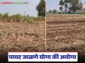 ऊस तुटून गेल्यावर पाचट जाळण्यापेक्षा त्यावर 'ही' प्रक्रिया करून बघा; होतील असंख्य फायदे - Marathi News | Instead of burning the sugarcane after it is broken, try this process; there will be numerous benefits | Latest agriculture News at Lokmat.com