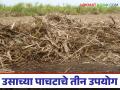 Usache Pachat : उसाच्या पाचटाचे 'हे' तीन उपयोग फायदेशीर ठरतील, जाणून घ्या सविस्तर  - Marathi News | These three uses of sugarcane pulp will be beneficial, know in detail | Latest agriculture News at Lokmat.com
