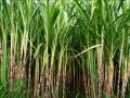 पैसा देणारं पीक; राज्यात दहा वर्षात ऊस क्षेत्रात १० लाख एकरची वाढ - Marathi News | Sugarcane acreage in the state increased by 10 lakh acres in ten years | Latest kolhapur News at Lokmat.com